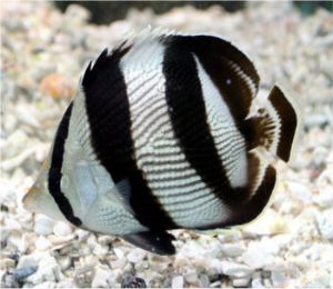 Bahamas Banded Butterflyfish