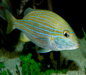 Bahamas Blue Striped Grunts