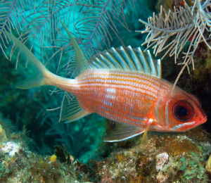 Bahamas Longspine Squirrelfish