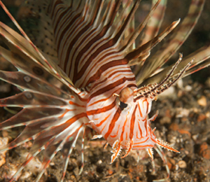 Bahamas Lionfish