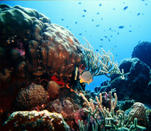 Bahamas Snorkeling